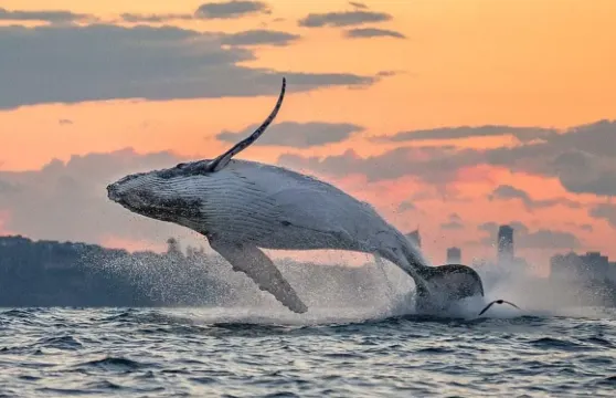 北海潿洲島尋鯨魚專線【限時追鯨】贈全島上門接+遊艇出海