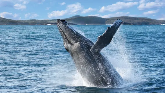 Sydney Whale Whisperer Crociera per Avvistamento Balene [Offerta Speciale Partenza da Darling Harbour]