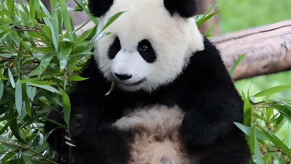 Однодневный тур в заповедник панд Волун и руины эпицентра землетрясения в Инсю (Чэнду, индивидуальный трансфер/аренда автомобиля с водителем туда и обратно/в обе стороны)