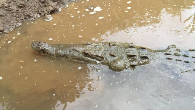 Tour di 1 ora e 45 minuti con avvistamento coccodrilli nel fiume Tarcoles