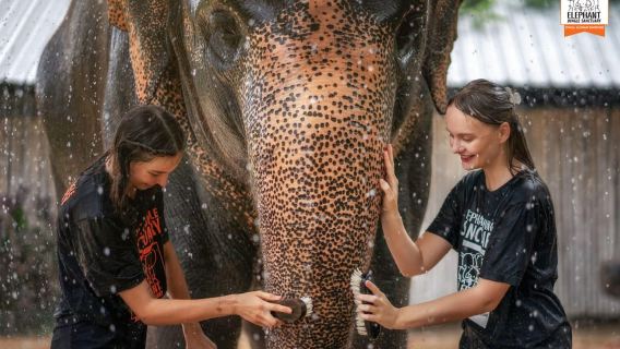 Desde Phuket: Excursión de alimentación y ducha al Santuario de Elefantes en la Jungla