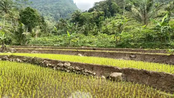 Borobudur & Selogriyo Rice Terraces Private Tour with Lunch