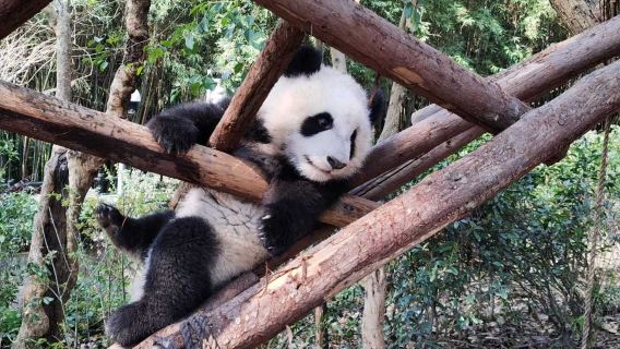 Vallée des pandas / Dujiangyan / Bipenggou / Zone panoramique de Siguniang - Circuit privatisé (itinéraire personnalisé)