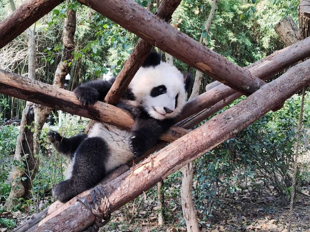 Panda Valley / Dujiangyan / Bipenggou / Siguniang Scenic Area Private Tour (Customized Itinerary)