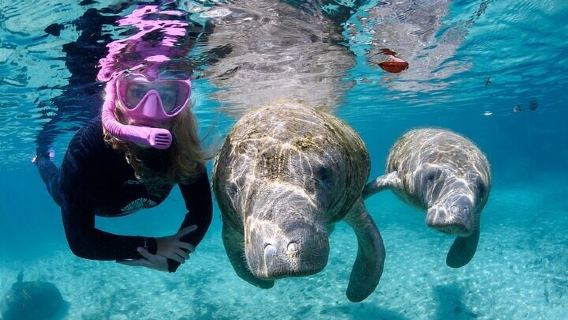 3 hours Manatee Swim Tour in Florida