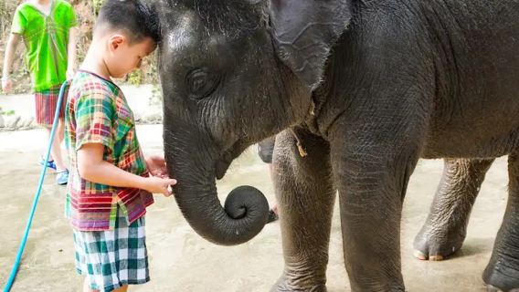 Campamento de abrazos de elefantes en Patong, Phuket | Traslados en toda la isla