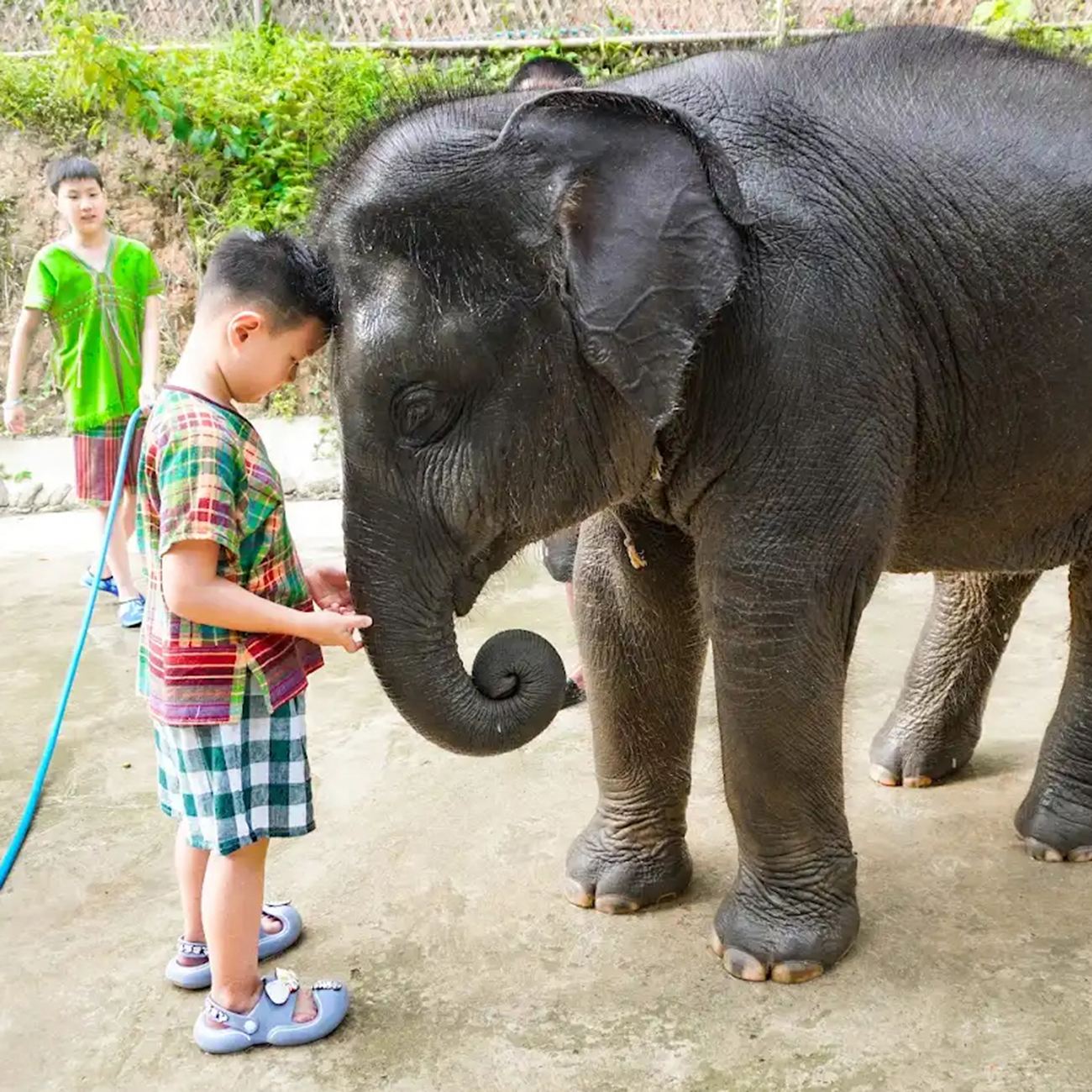 Phuket Patong Elephant Hug Sanctuary | Trasporto in tutta l'isola