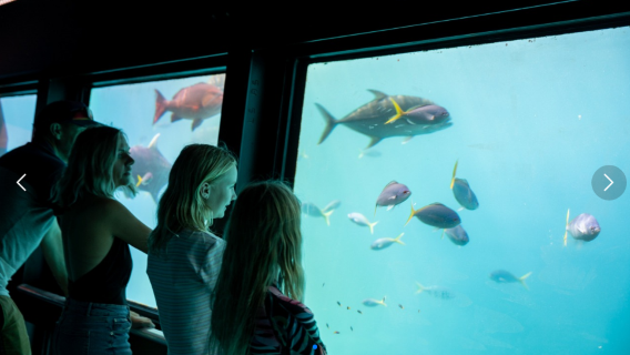 Tour di un giorno alla Grande Barriera Corallina con la Magical Reef a Cairns, Australia, con opzione elicottero ed equipaggio di lingua cinese