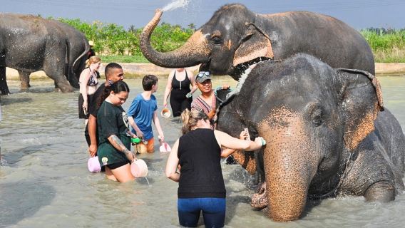Bangkok round-trip 1-day tour to Pattaya Elephant Village + Pattaya Floating Market + Underwater World