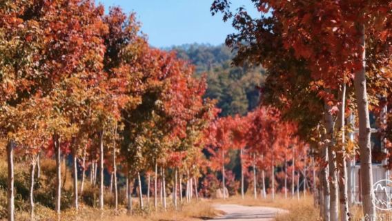 嶺南紅楓+從化柿海一日遊，每週六/日出發
