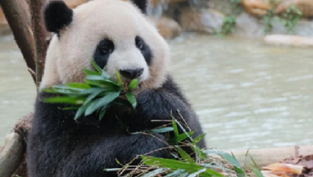 深度漫遊•都江堰+熊貓谷 【含門票+專業導遊】