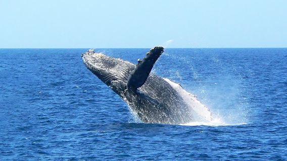 日本沖繩座間味觀鯨半日遊【冬季限定行程|出海賞鯨|那霸出發