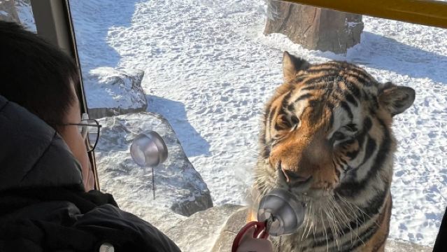 [Destinasi Menarik untuk Kanak-kanak di Hengdaohezi] Taman Harimau Timur Laut + Taman Ekologi Qili + Taman Rusia Sewaan Peribadi 1 Hari