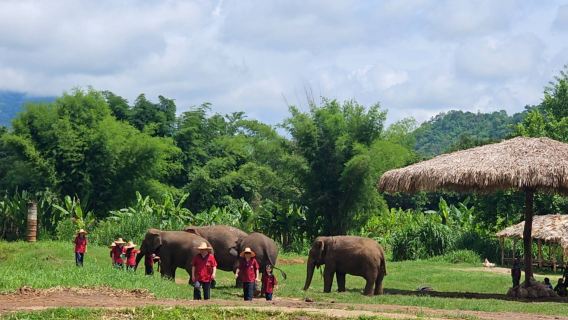 Chiang Mai: Rantong Elephant Sanctuary Ethical Half-Day Tour