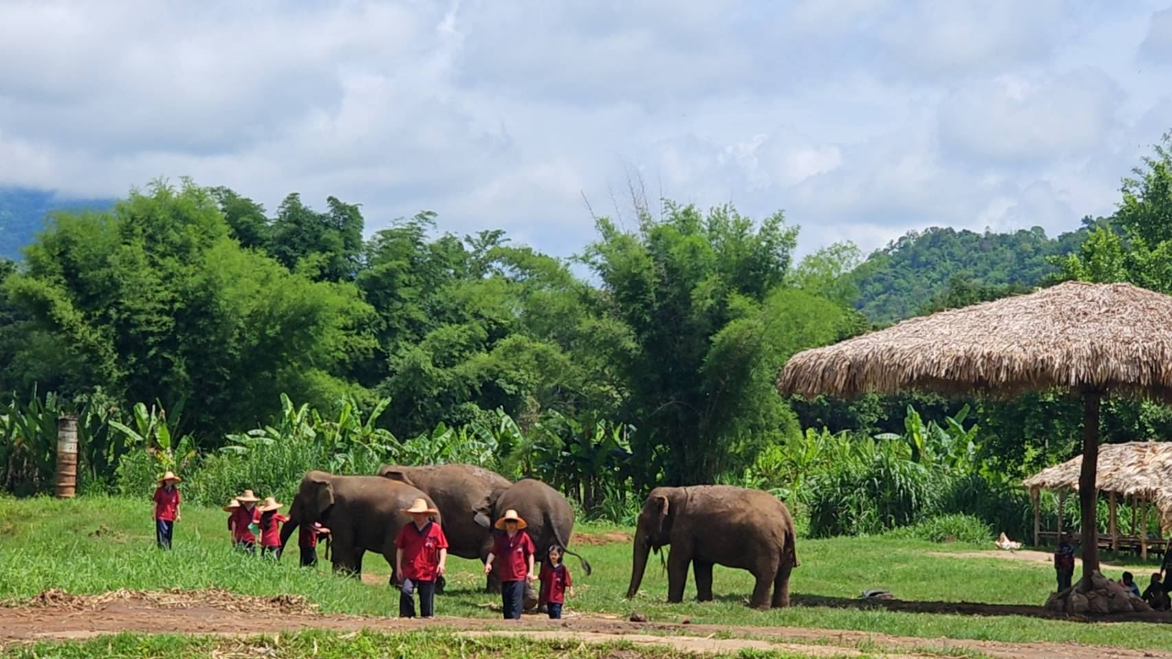 Chiang Mai: Rantong Elephant Sanctuary Ethical Half-Day Tour