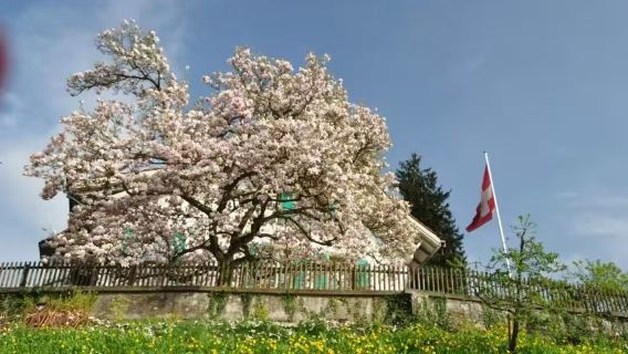 瑞士琉森布里恩茨湖+吉斯巴赫瀑布+巴倫堡戶外博物館一日遊