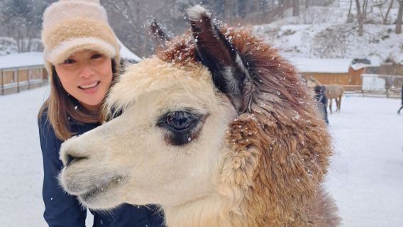 Offerta invernale | Partenza da Seul: Nami Island + Valle di Eobi + Mondo degli Alpaca