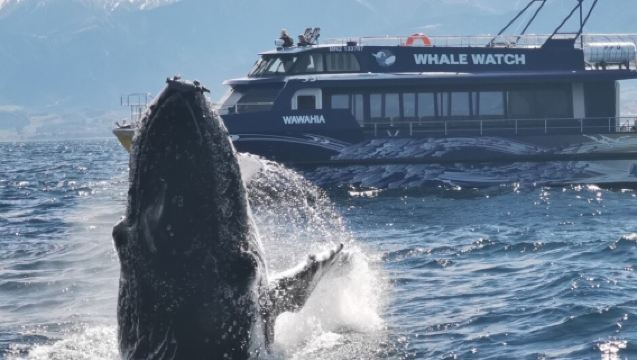 New Zealand Christchurch pergi-balik: Pemerhatian ikan paus Kaikoura + Semenanjung Kaikoura dengan perjalanan sewaan peribadi dalam bahasa Cina yang boleh disesuaikan