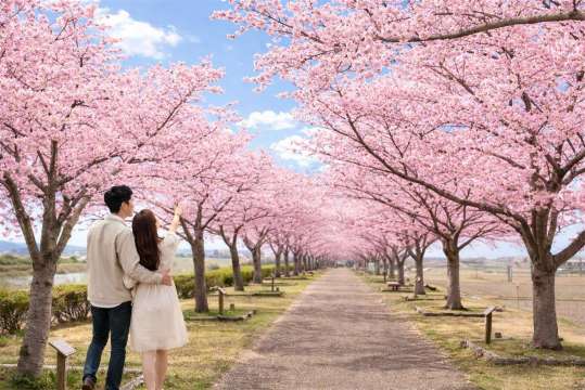 大阪/京都櫻花季限定 | 小野櫻花+姬路城一日遊 | 中文小團