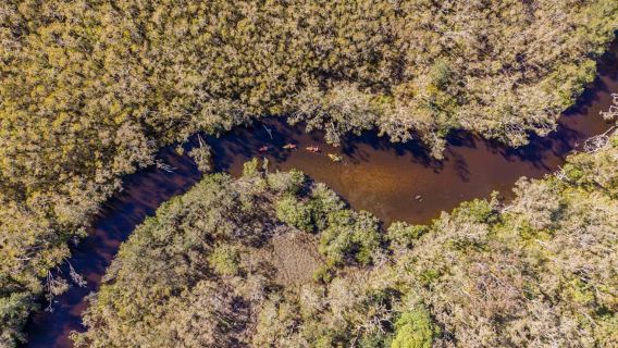 Noosa: Kajaktur i Noosa Everglades og Stingray Sanctuary