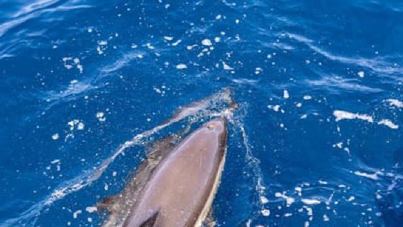 EXCLUSIVE VILAMOURA: Dolphin Search & Benagil Cave Catamaran