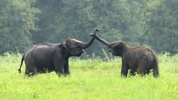 シーギリヤ: ミンネリア国立公園サンセット野生動物＆フォトグラフィーサファリ