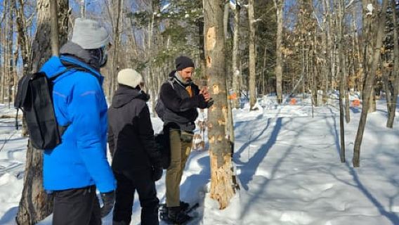 Guided Snowshoe Tour in Mont-Tremblant
