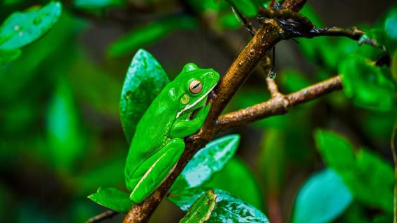 Cape Tribulation: Daintree Rainforest Night Walk Tour