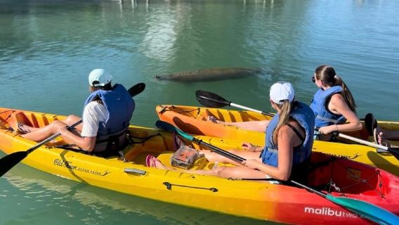 Bradenton: Anna Maria Island Guided Kayaking Manatee Tour