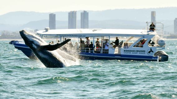 Gold CoastExperiences
