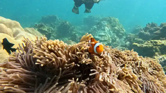 泰國普吉島蜜月島探索潛水水肺潛水4 小時