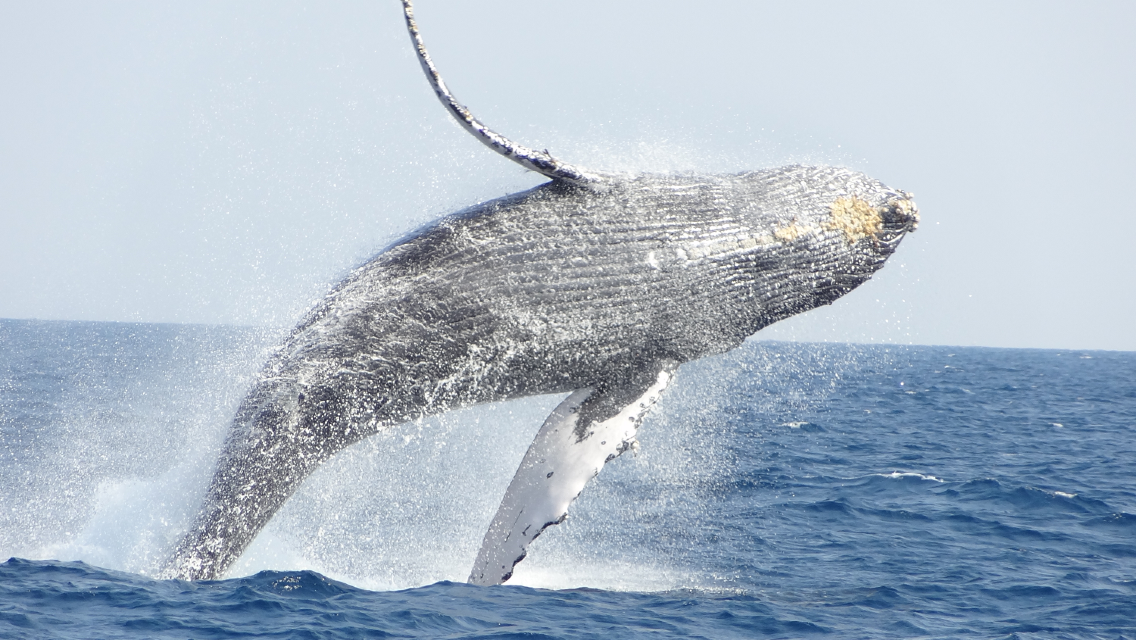 Half-day tour of Kerama Islands in Okinawa, Japan