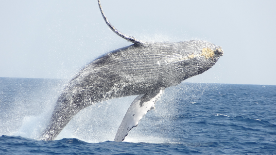 English & Chinese|Okinawa Whale Watching Half-Day Tour: Pickup and Drop-off at Designated Locations in Naha City|Encounter with Humpback Whales