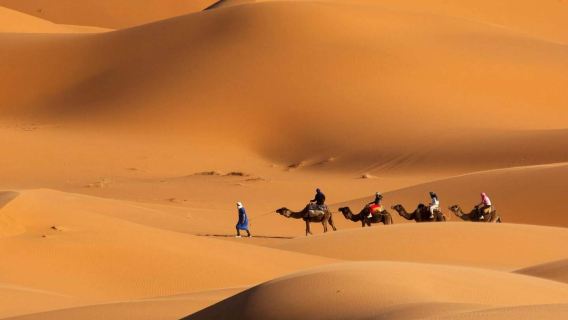 1-Day Tour of Camel Riding in Dubai + Buffet Diner + Dance Show (Including Round-trip Transfer and English Guide)