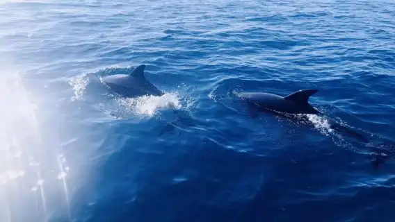 Bohol island hopping dolphin watching + Balicasag Island snorkeling + sardine run snorkeling|round-trip transfer