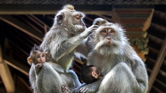 Ubud : Ayung White River Rafting, Monkey Forest, Ceking Rice Terrace