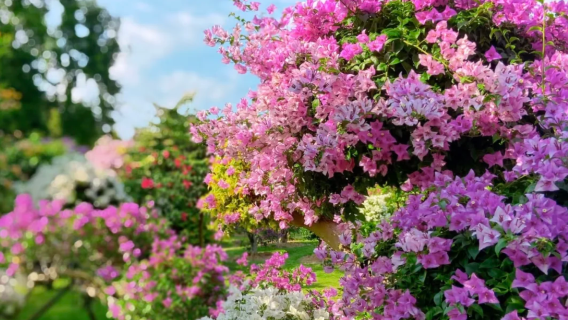 西雙版納花園+曼遠村+中科植物園一日遊