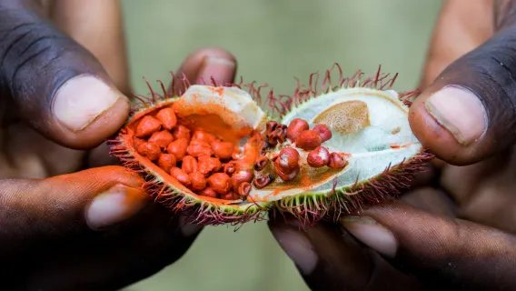 Zanzibar: Half-Day Spice Farm Tour,the flavours of Zanzibar