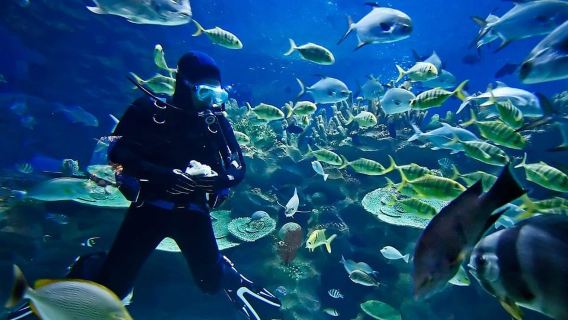 Sharm El Sheikh: Lặn biển hoặc lặn ống thở ở Ras Mohamed & Đảo Trắng