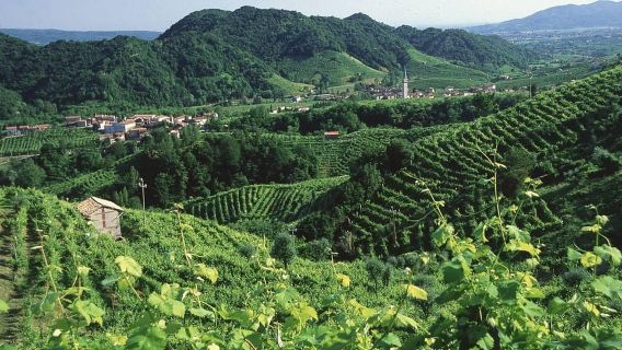 Venezia: tour delle cantine delle colline del Prosecco con degustazioni e pranzo