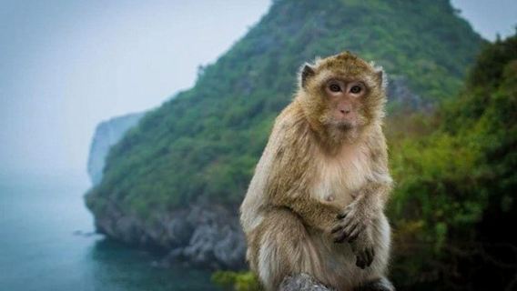 Du thuyền và chèo thuyền kayak trên vịnh Lan Hạ, đảo Khỉ