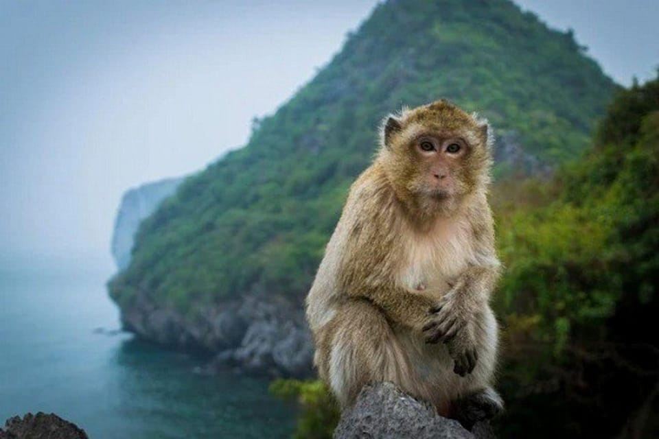 Lan Ha Bay Cruise and Kayak ,Monkey island