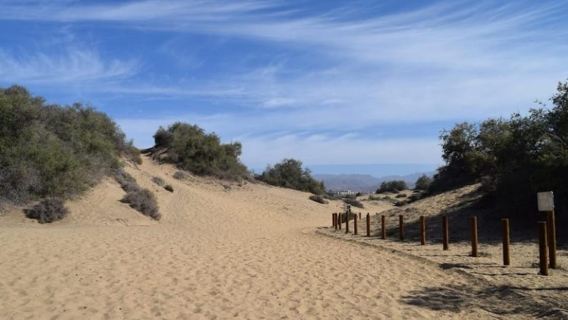 Maspalomas: Guided Camel Ride in the Maspalomas Sand Dunes