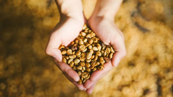 普洱中華普洱茶博覽苑+小凹子咖啡莊園一日遊【市區上門接送】