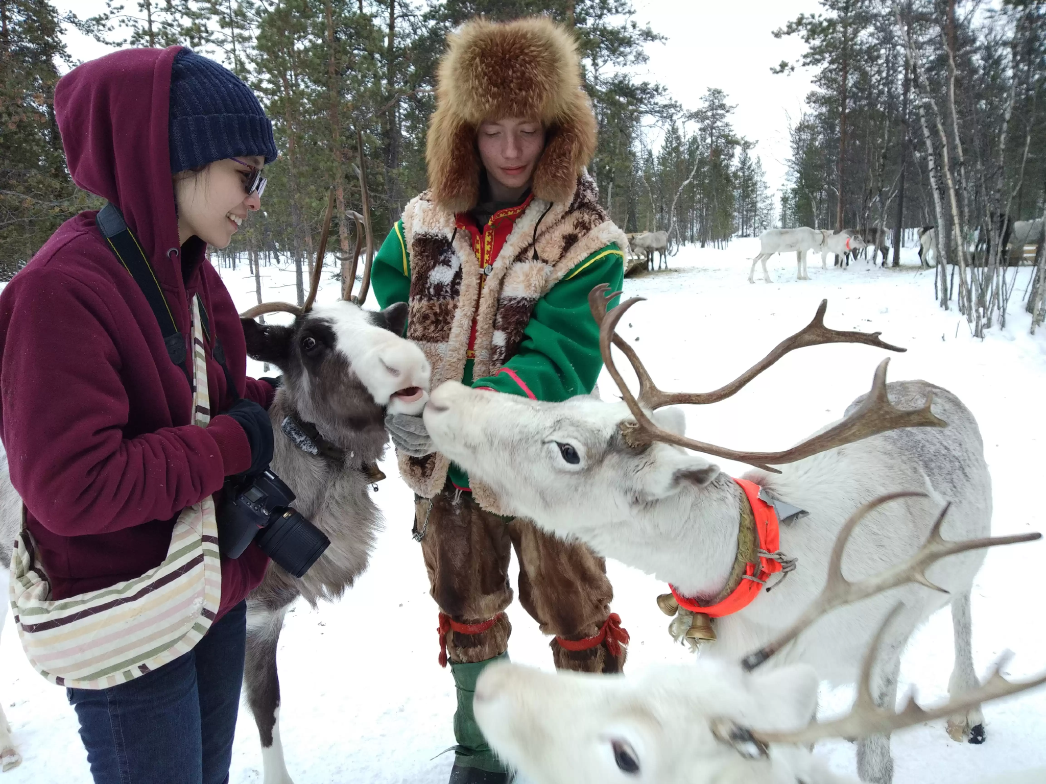 Excursión de un día a la aldea sami de Múrmansk, Rusia (reserva a partir de 1 persona)