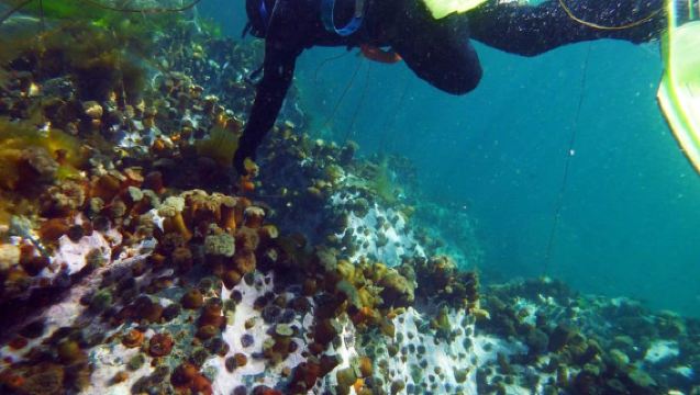 Snorkeling estivo con foche grigie