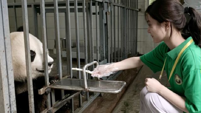 熊貓義工親子一日遊 【製作窩窩頭·體驗鏟屎官·三基地可選】