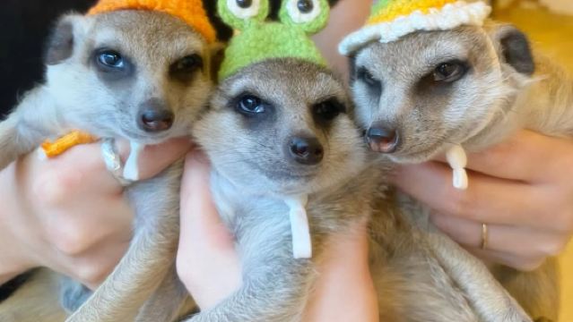 [Meerkat Café Googoo] Meerkat Café Googoo Package (includes drinks and meerkat snacks)