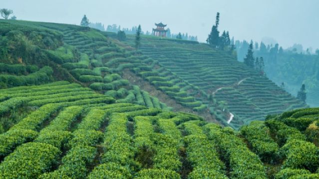 Excursión de un día a la montaña Mengding para recoger té [Experiencia de recolección y elaboración de té + Ida y vuelta desde Chengdu + Actividades recreativas]