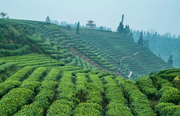 蒙頂山採茶一日遊【採茶+製茶體驗 成都來回 純玩】